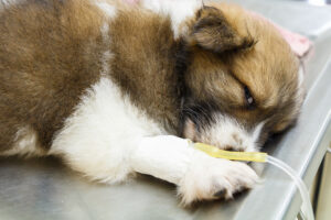 Puppy on an IV