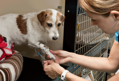 Vet Tech with Dog