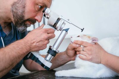 Veterinarian giving Cat an eye exam