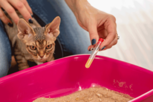 Cat owner collecting urine sample