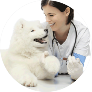 female vet with husky